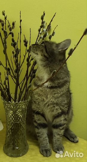 Кошечка с приданым