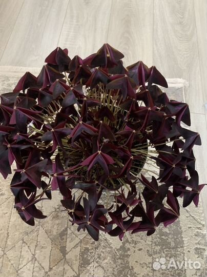 Комнатные цветы