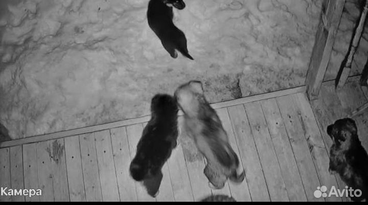 Щенки ищую дом 6 штук