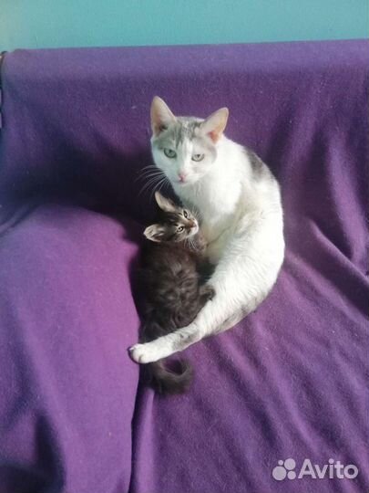 Ловец, отлов кошек, кошколов