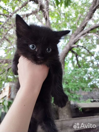 Отдам в хорошие руки котят