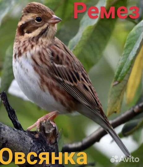 Певчие птицы Сибири и Урала