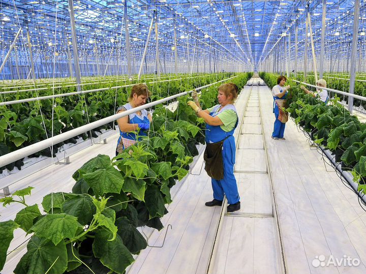 Подработка с ежедневной оплатой, разнорабочие