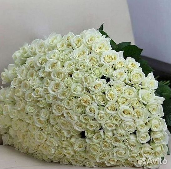 Высокие розы Гигантские розы Доставка цветов