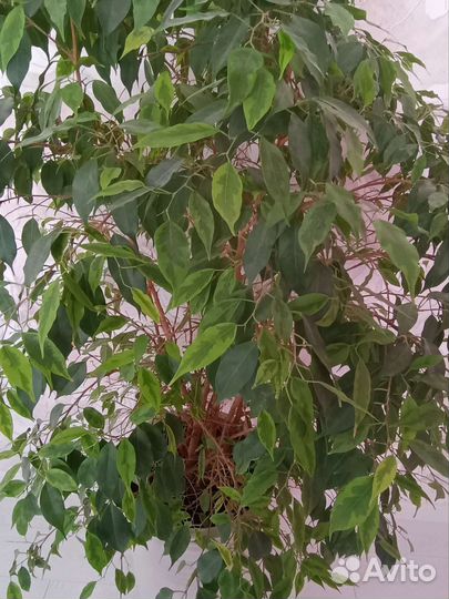Фикус бенджамина