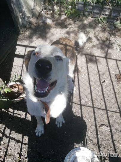 Отдам бесплатно