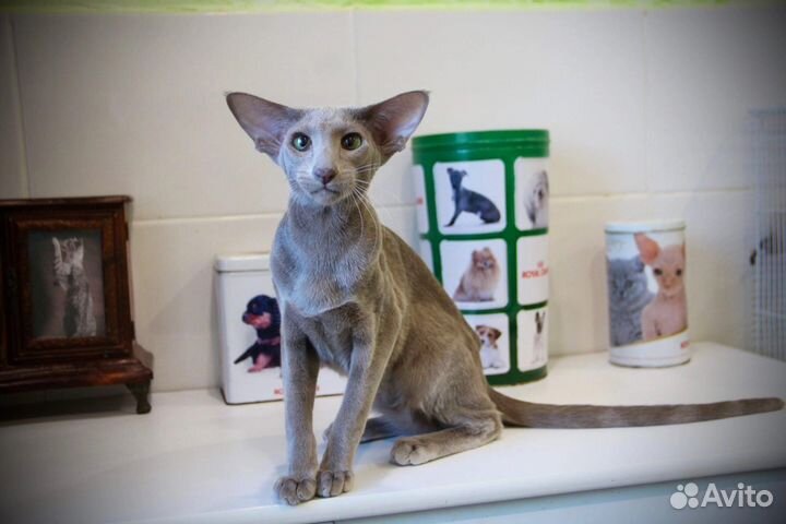 Ориентальный котик