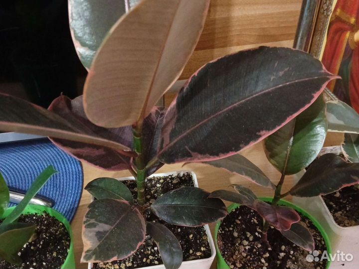 Фикус разные сорта. Коллекция фикусов