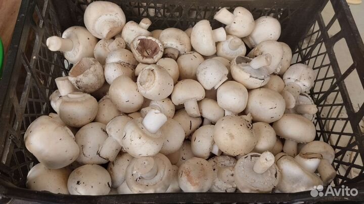 Грибы шампиньоны лесные