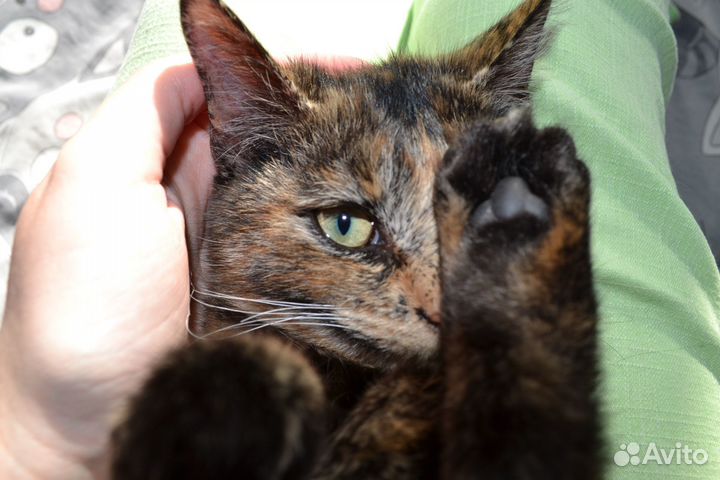 Котёнок ищет дом