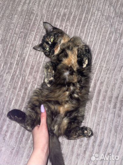 Кошка в добрые руки