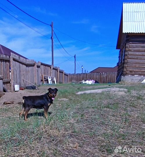 Собака в добрые руки отдам бесплатно