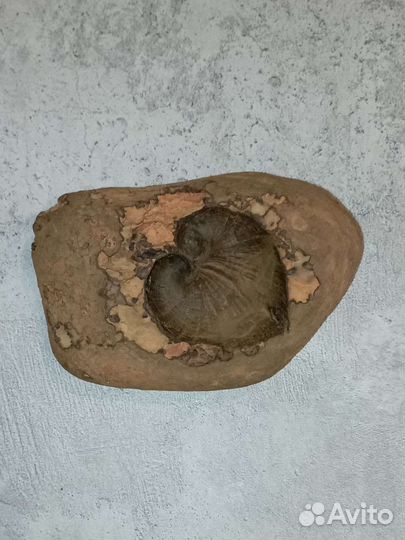 Музыка ветра