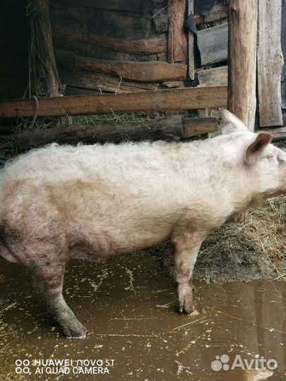 Хряк на племя