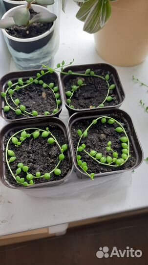 Комнатные домашние растения