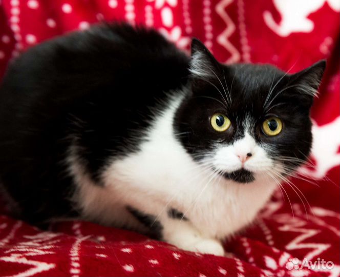 Большеглазая ласкушка ищет дом