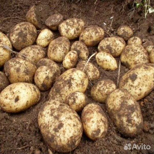 Картофель едовой, семенной