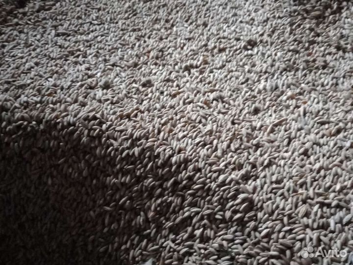 Продаю рожь