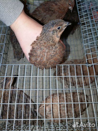 Перепела несушки селадон