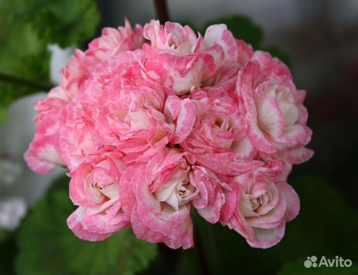 Черенки пеларгонии