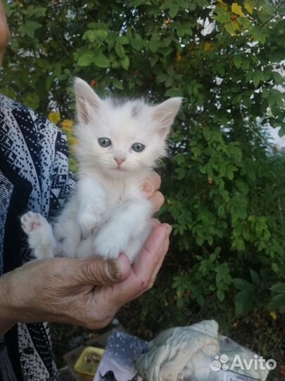 Котенок белый