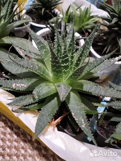 Комнатные цветы