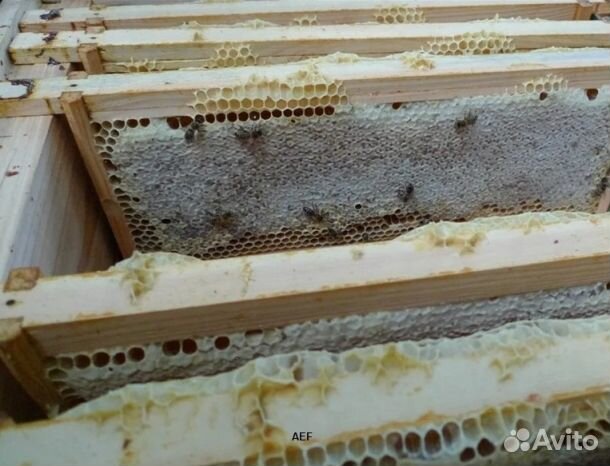 Мёд 2024 года из Алтая опт