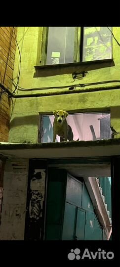 Собака мальчик знает команды