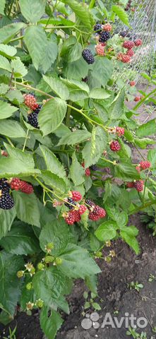 Саженцы ежевики