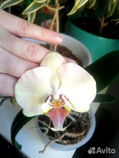 Орхидея фаленопсис