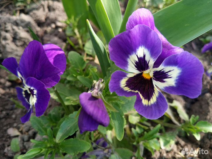 Анютины глазки, виола