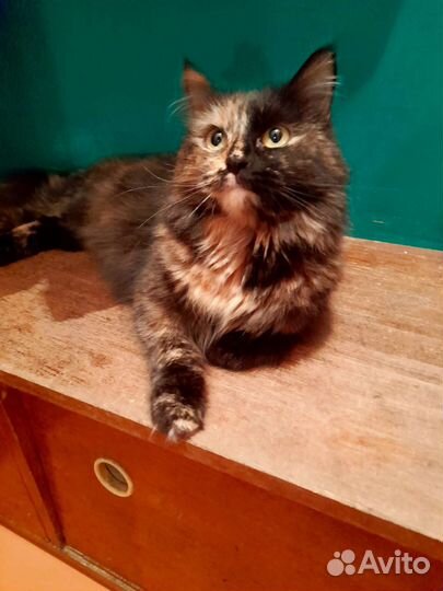 Фенотип Мейкуна