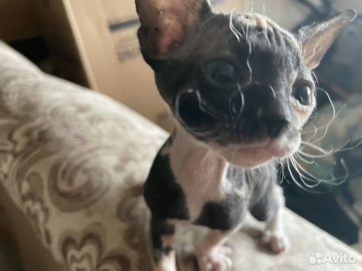 Котята сфинкс