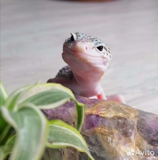 Передержка животных