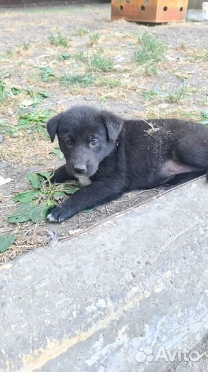 Щенки ищут дом