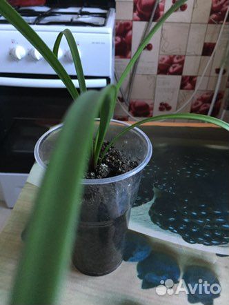 Гиппиаструм