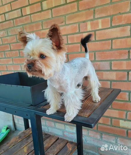 Йоркширский терьер(вязка)