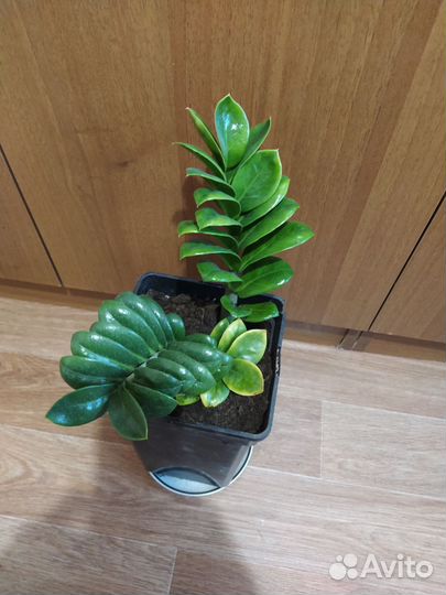 Замиокулькас зензи