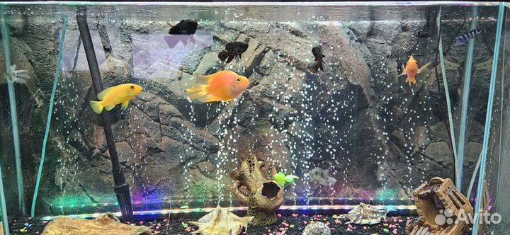 Аквариум с тумбой и рыбками на 220 литров