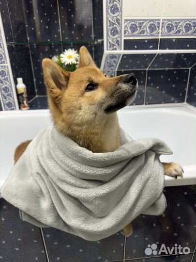 Обработка собак от блох и клещей (20-40 кг)