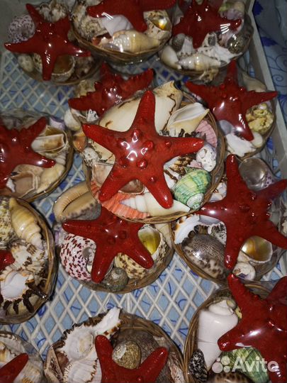 Набор морских раковин
