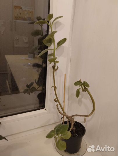 Комнатная мята