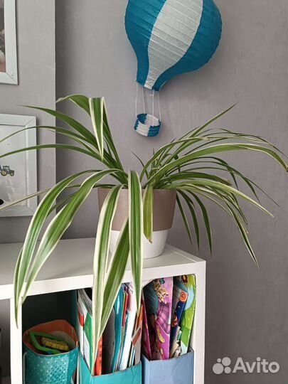 Обмен растений Иркутск