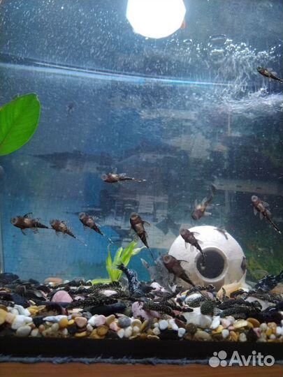 Сомики анциструсы