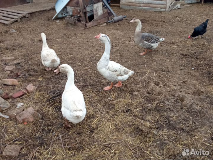 Гуси на племя