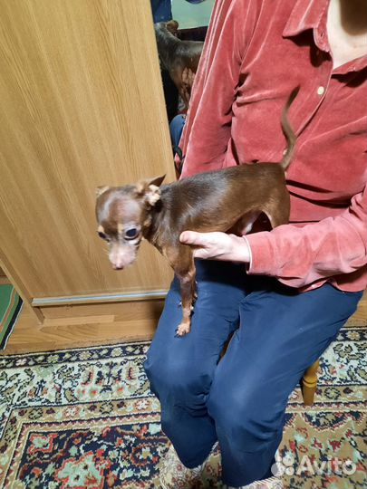 Русский той-терьер