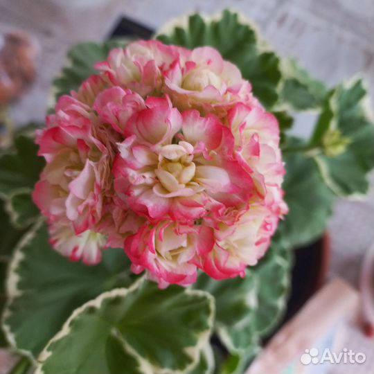 Пеларгония герань сортовая