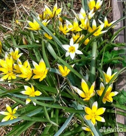 Ботанический тюльпан луковицы для посадки