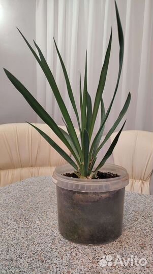 Юкка садовая