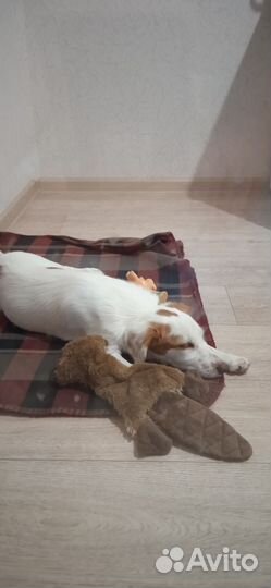 Собака метис маленькая